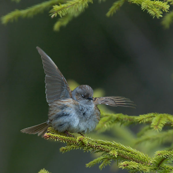 Rautiainen, Dunnock, Prunella modularis